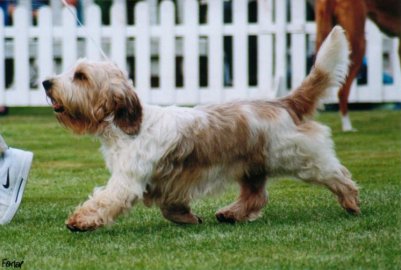 Toby - Champion Carradine Toblerone