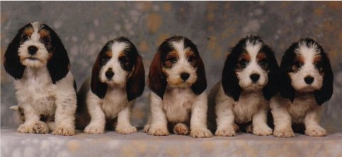 puppy group photo